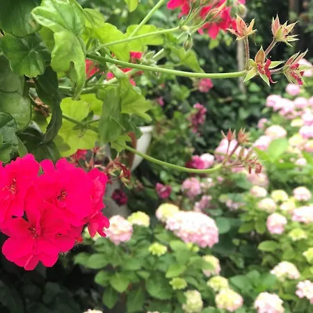 Poyraz Apart-hotel 3*